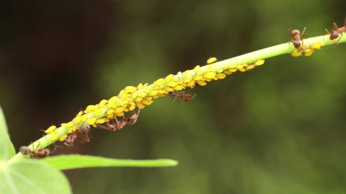蚂蚁的高清微距拍摄