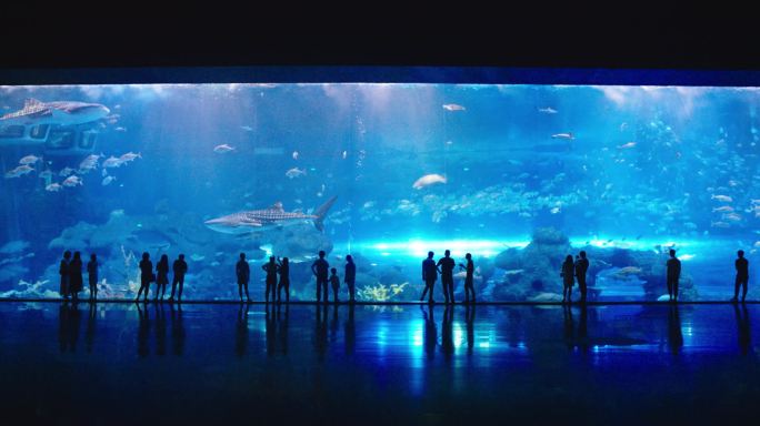 游客参观海理方海洋馆