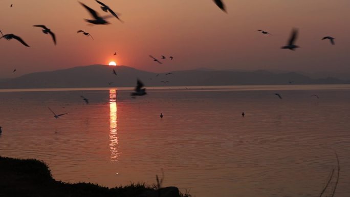 湖边海鸥伴着日落原声