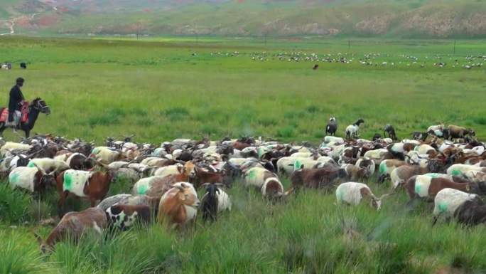 羊群牛群牦牛草地牧羊人4k
