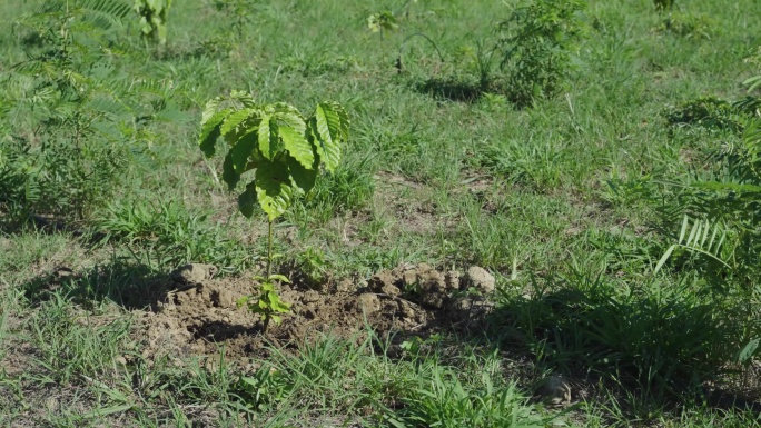 咖啡苗生长咖啡树咖啡豆产区种植园及采摘