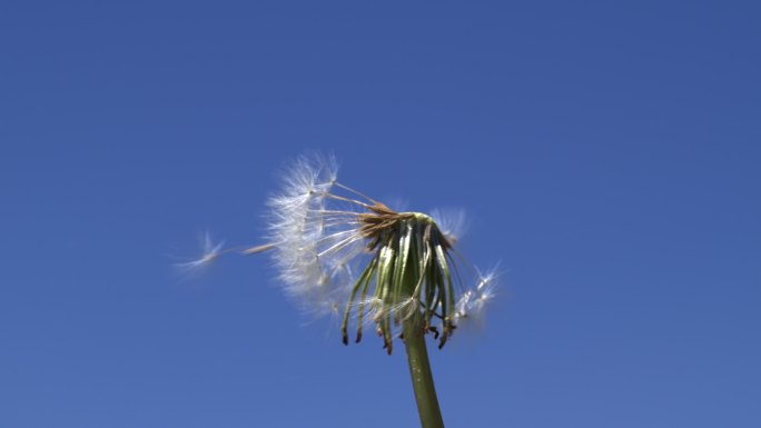 蒲公英飞播种种子希望