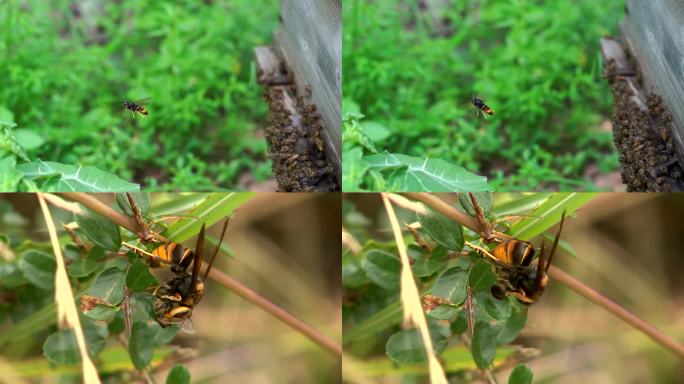 胡峰捕食蜜蜂