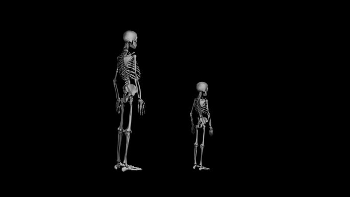 成人儿童骨骼360度带alpha通道