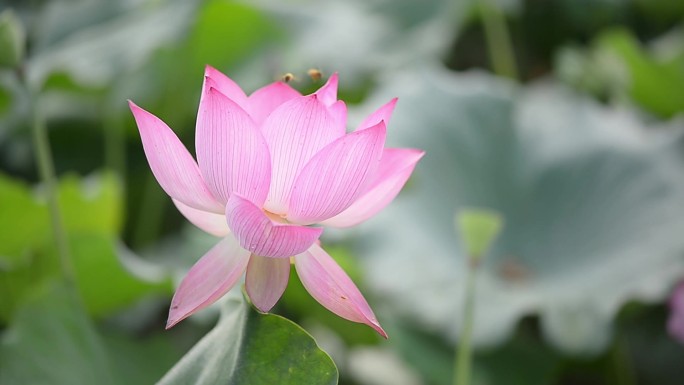 风吹荷叶动 盛放荷花 蜜蜂采蜜