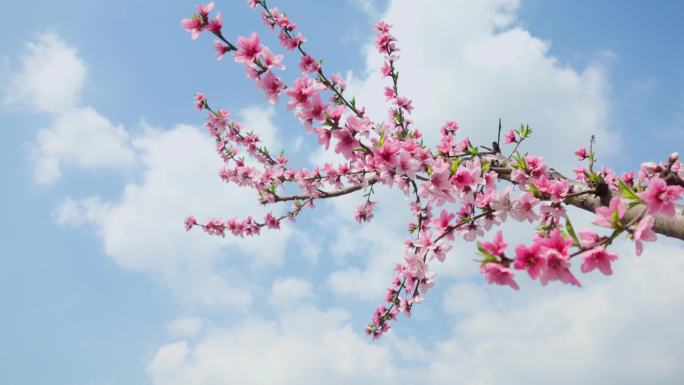 蓝天白云下盛开的桃花