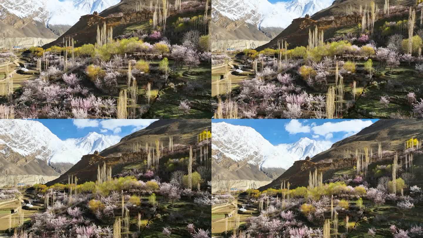 巴基斯坦吉尔吉特巴尔蒂斯坦罕萨山谷附近的纳加尔山谷，春天里盛开着五颜六色的樱花