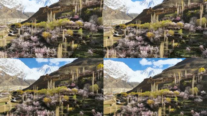 巴基斯坦吉尔吉特巴尔蒂斯坦罕萨山谷附近的纳加尔山谷，春天里盛开着五颜六色的樱花