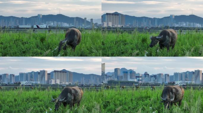 浙江绍兴诸暨高湖湿地城市高楼水牛吃草和谐