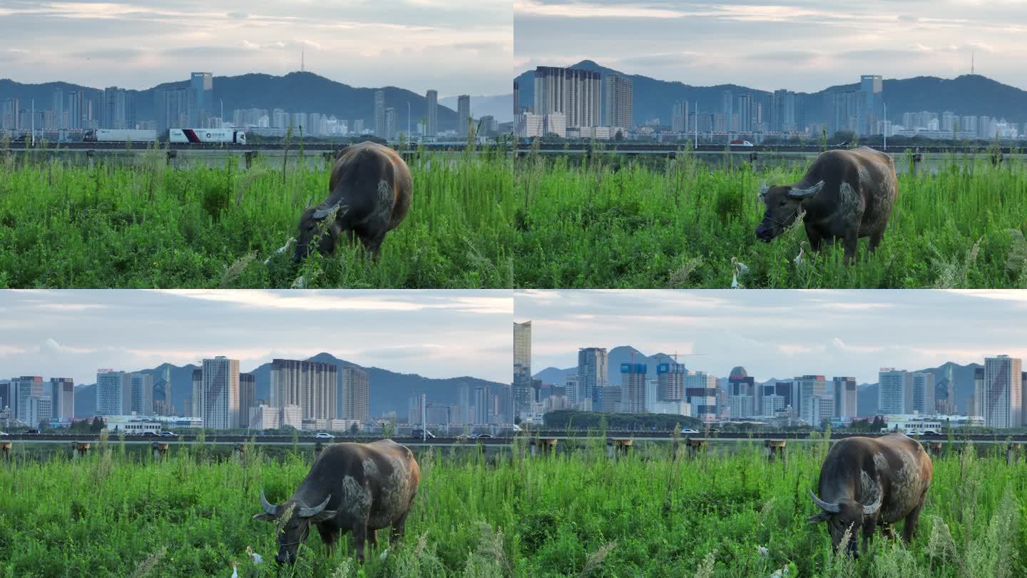 浙江绍兴诸暨高湖湿地城市高楼水牛吃草和谐