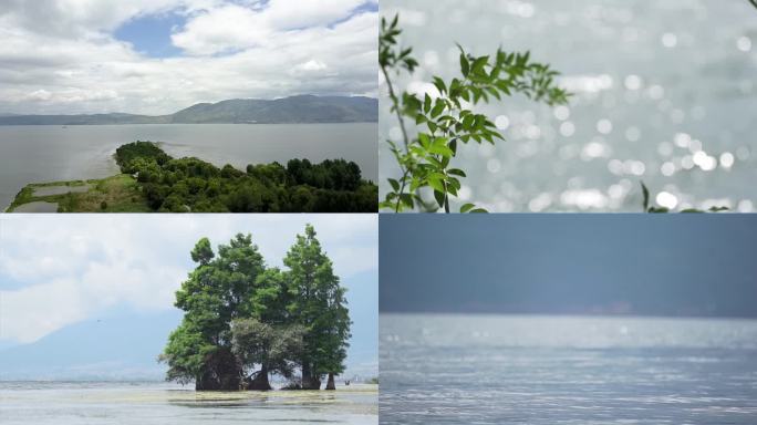 湖面与树意境实拍洱海