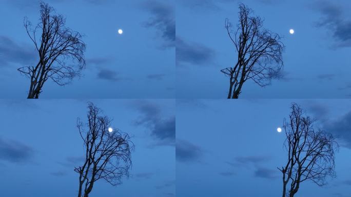 枝头枯树明月月亮天空唯美安静思念家乡实拍