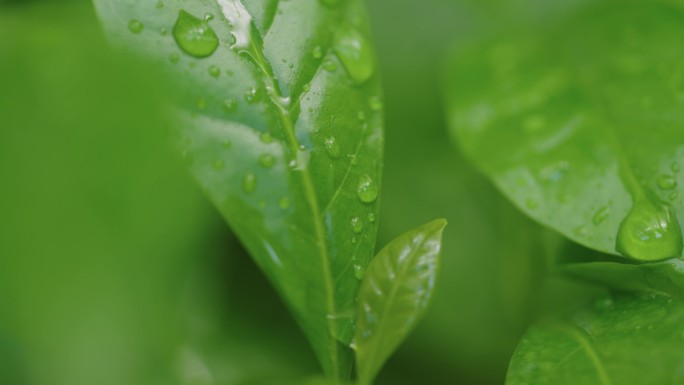 雨水滴在叶子上咖啡苗生长咖啡豆种植园采摘