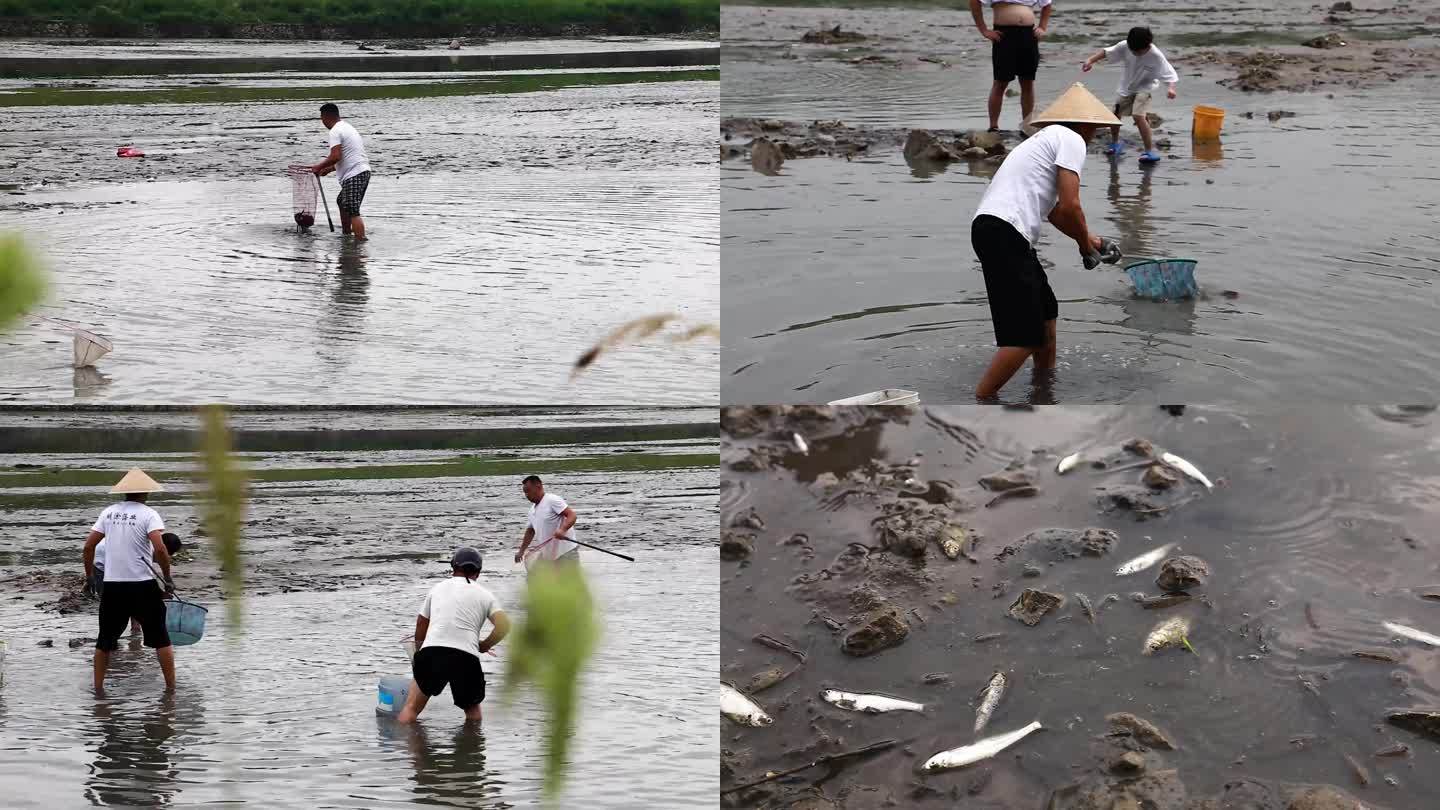 捞鱼 捕鱼 河流干涸 河道泄洪 非法捕捞