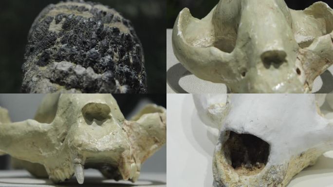 远古动物骨骼化石