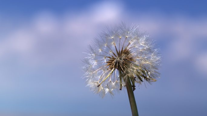 蒲公英飞播种种子希望