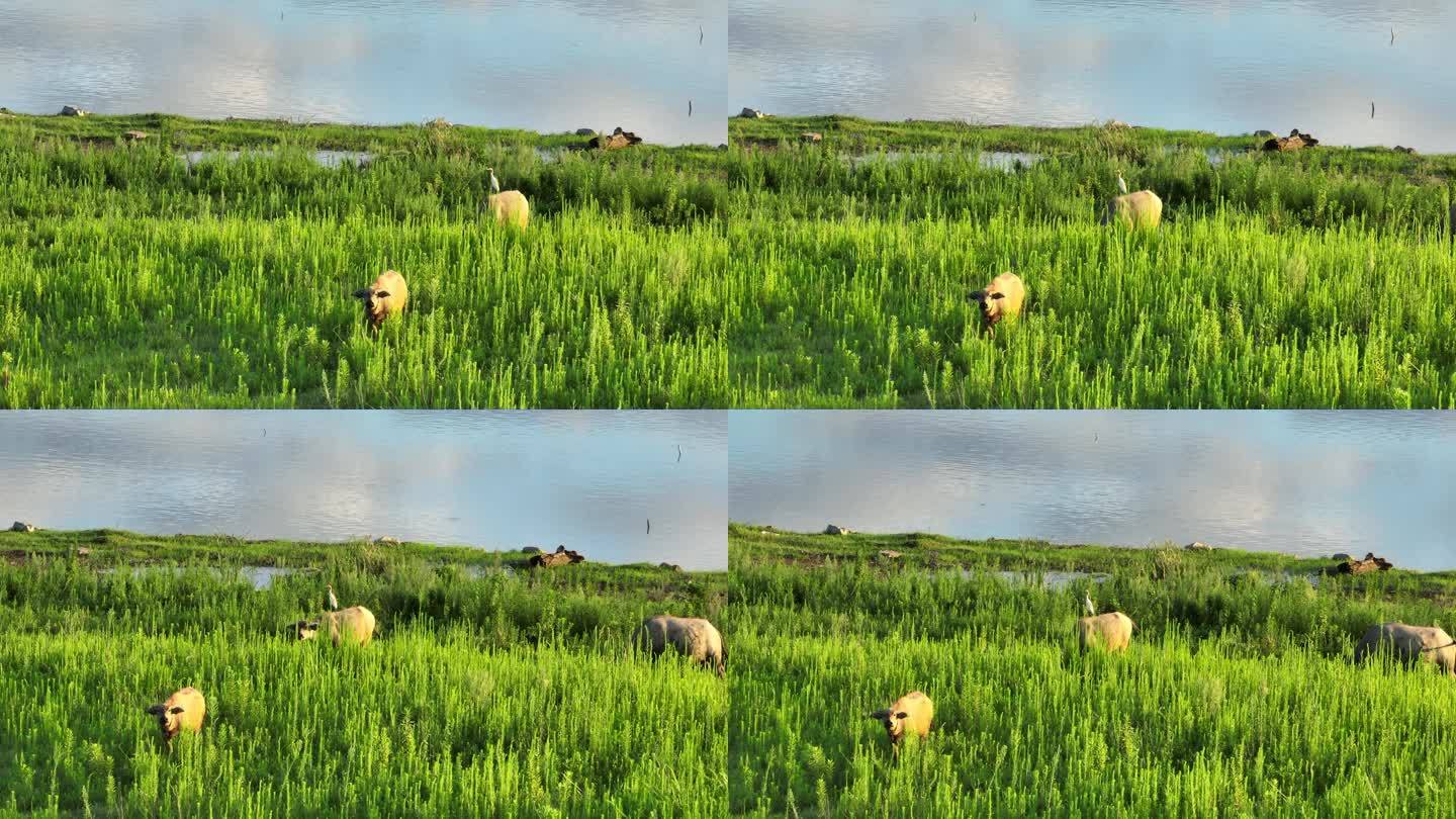农村河边湖边倒影草地水牛吃草白鹭实拍素材
