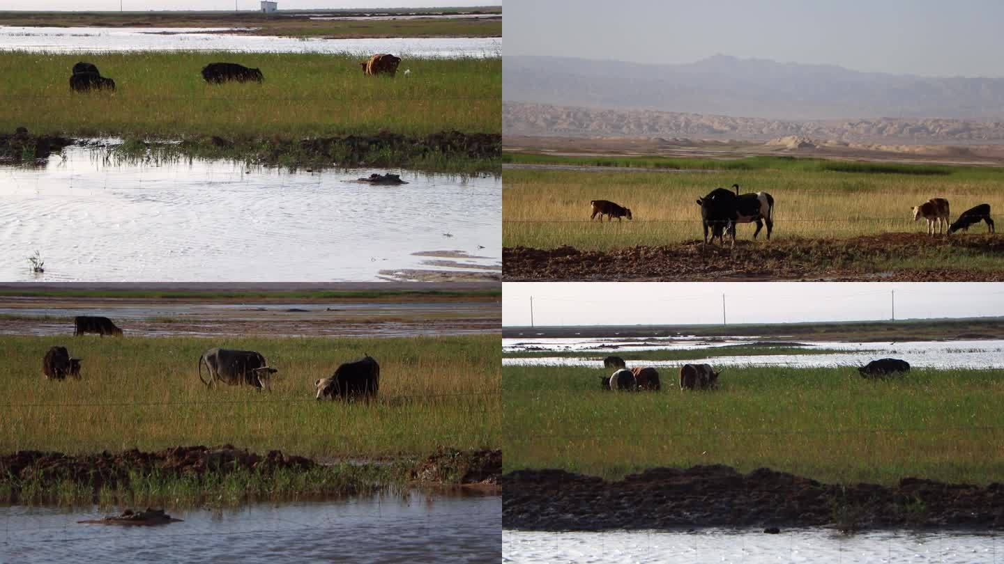 河流草地牛羊高原藏族放牧