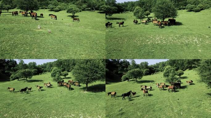 草原 蓝天 白云 马 奔跑 航拍