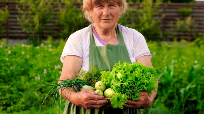 奶奶在花园里收割蔬菜。有选择性的重点。食物,
