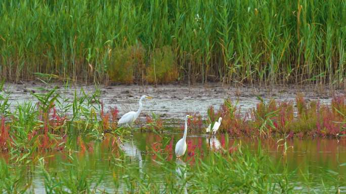 4K原创 辽河湿地内的候鸟-白鹭