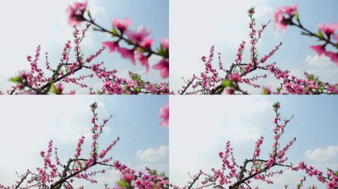 蓝天白云下盛开的桃花