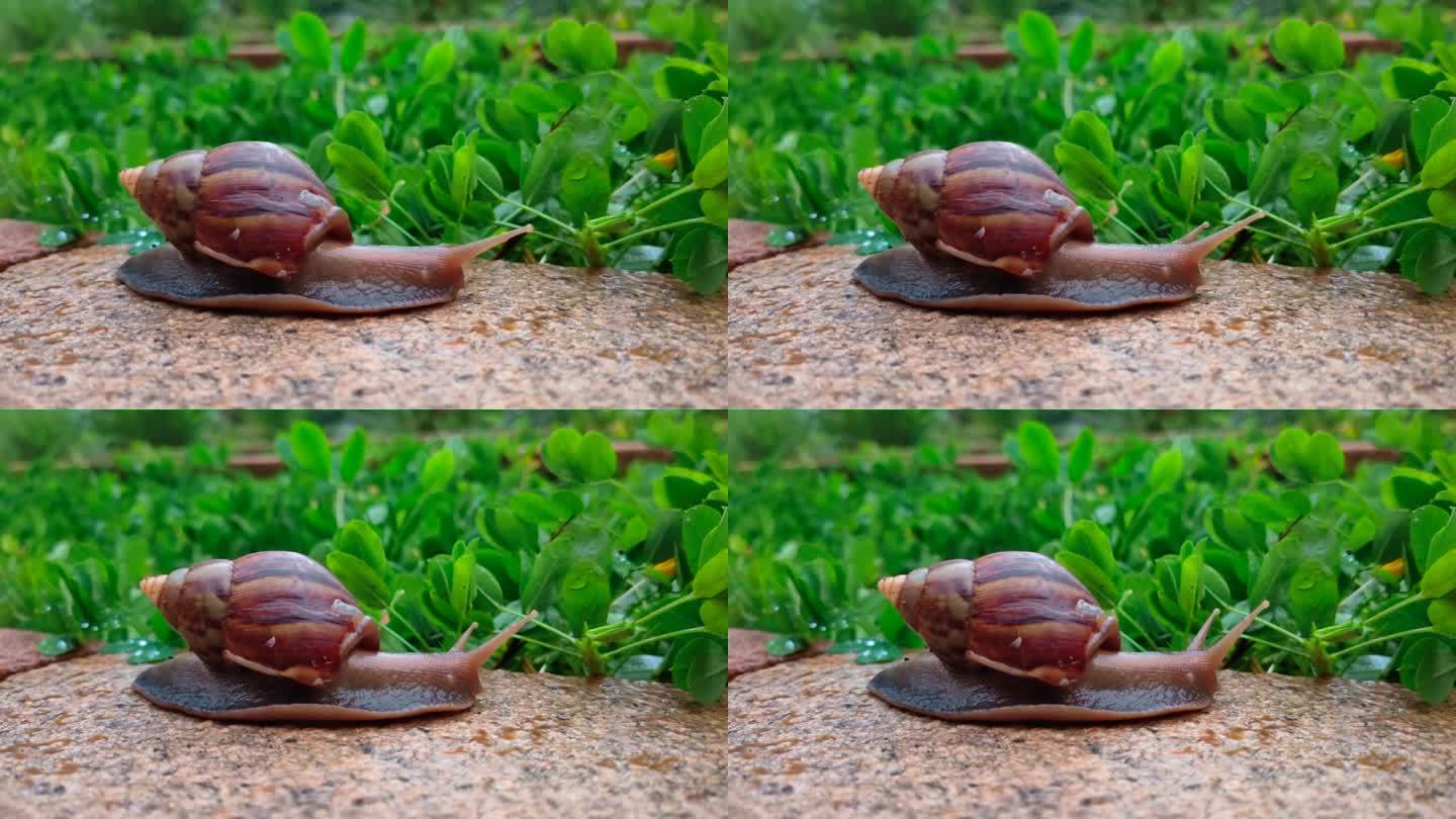 花园里的蜗牛。