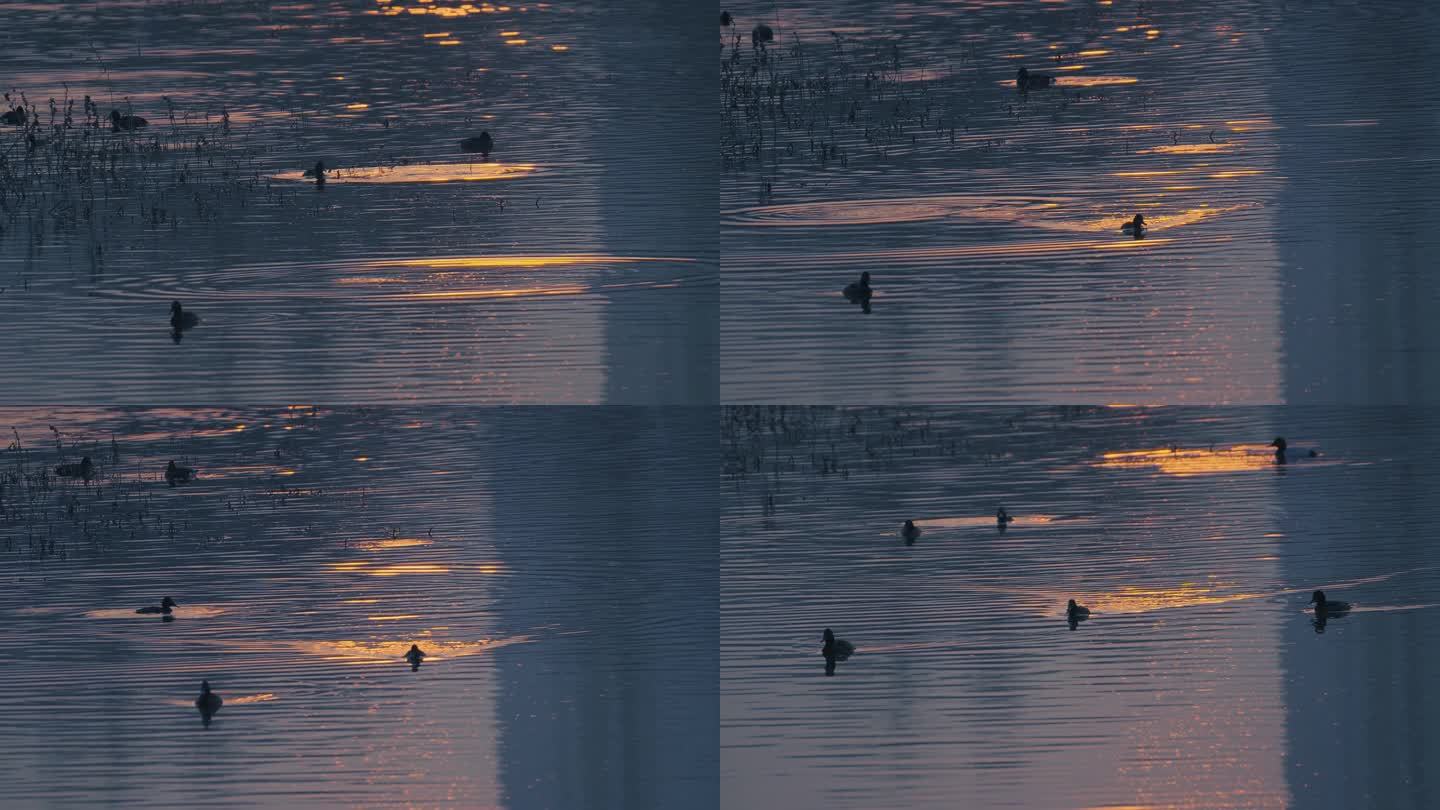 河畔 夕阳 日落 水鸭 傍晚 晚风