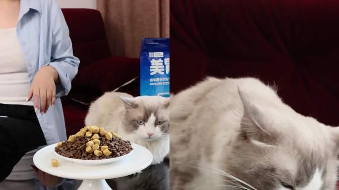 宠物布偶猫在桌上吃成年猫粮4k视频