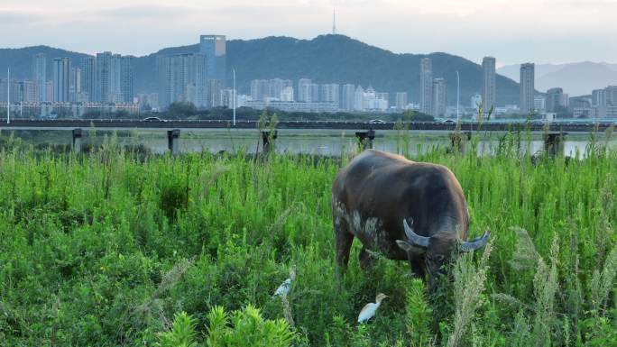 浙江绍兴诸暨高湖湿地水牛吃草城市高楼白鹭