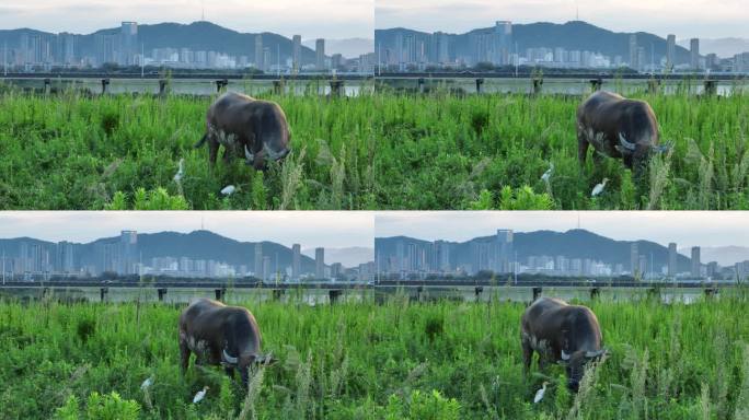 浙江绍兴诸暨高湖湿地水牛吃草城市高楼白鹭