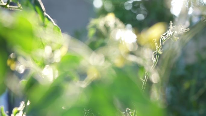 种植植物 西红柿 阳光绿叶 唯美逆光