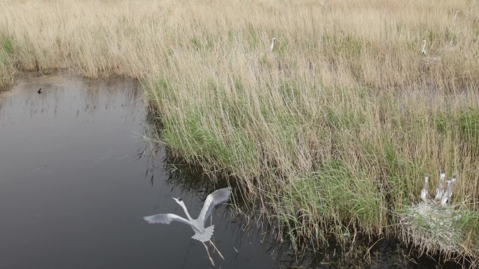 湿地自然保护区鸟巢