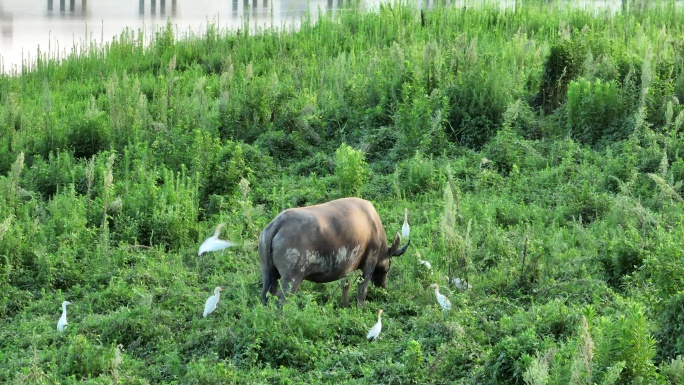 农村水边河边草地水牛吃草白鹭飞翔觅食自然