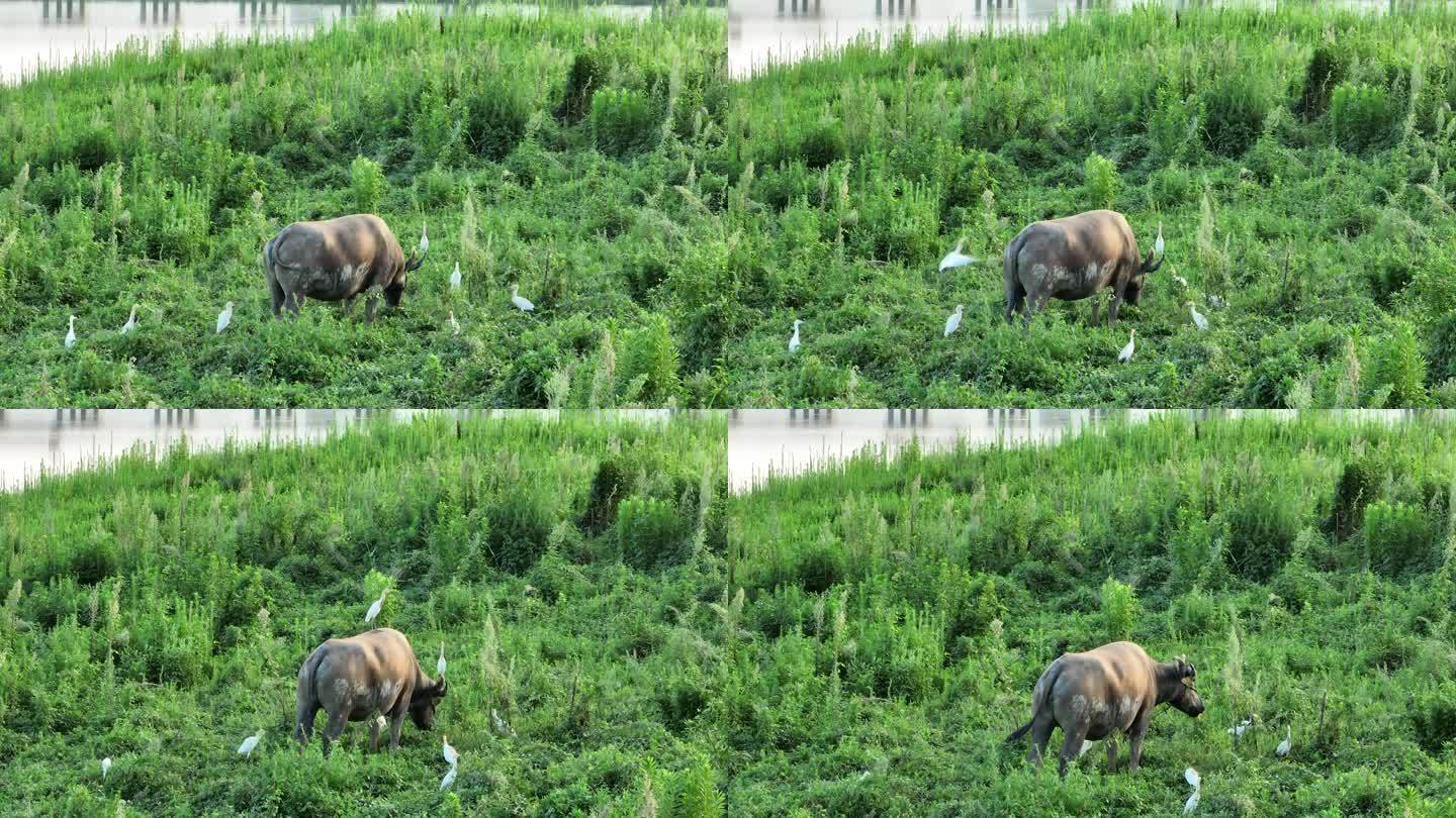 农村水边河边草地水牛吃草白鹭飞翔觅食自然