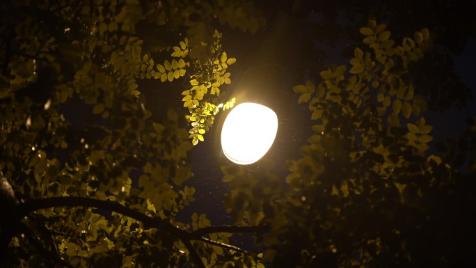 夜晚下雨路灯