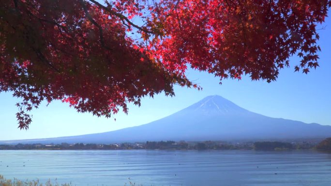 川口湖畔的深红枫叶和富士山