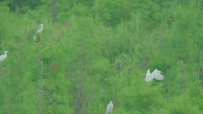 白鹭停留在树枝上