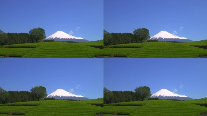 绿茶种植园和富士山/小渊Sasaba，静冈县