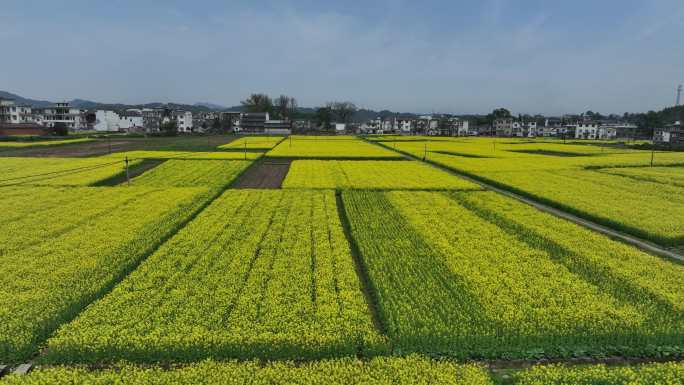 航拍油菜花田