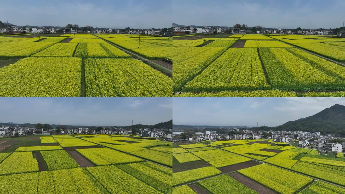 航拍油菜花田