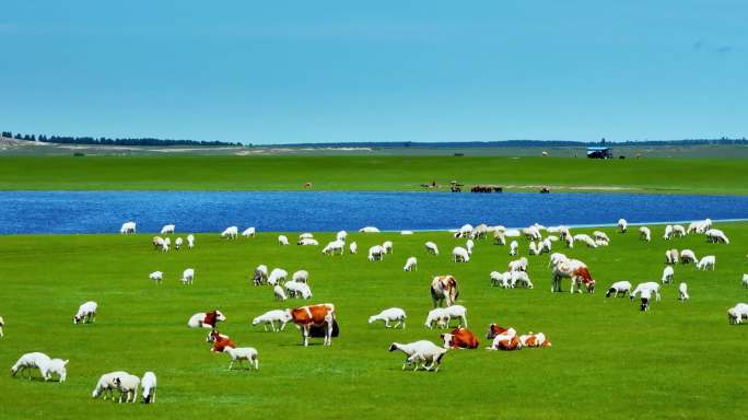 5K 60P呼伦贝尔大草原航拍 草原羊群