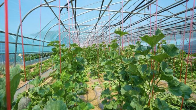 农村科技蔬菜大棚