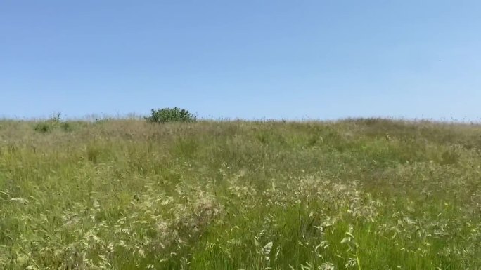 悬崖顶上长长的草在风中摇曳。苍蝇和蜜蜂嗡嗡地飞过。蓝天，夏日。风景如画。