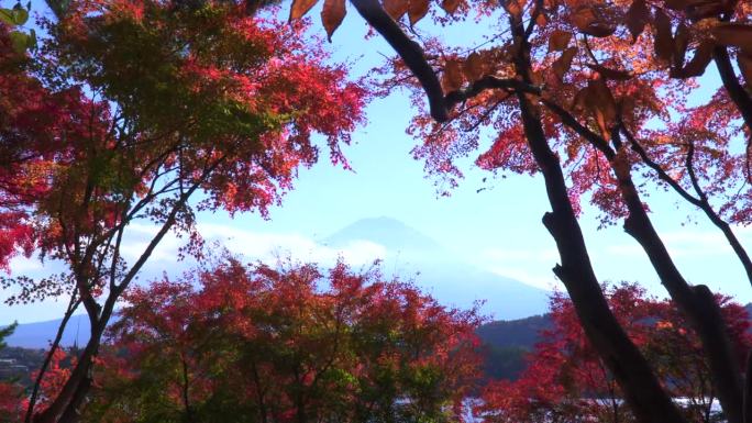 枫叶丛中的川口湖和富士山