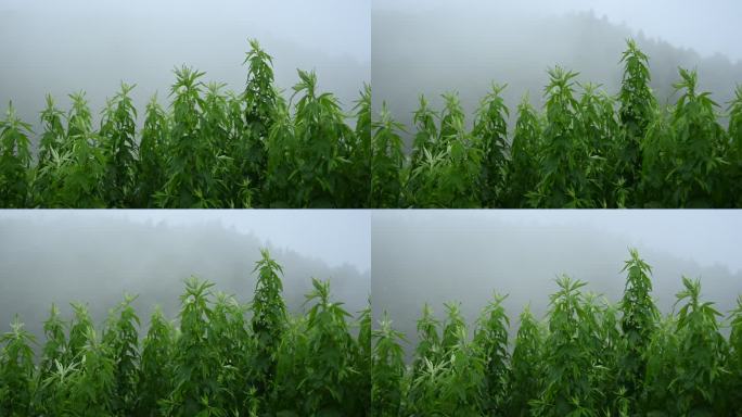 迷雾中的艾草