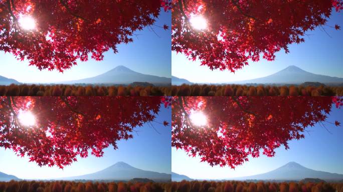 阳光透过红枫叶与富士山