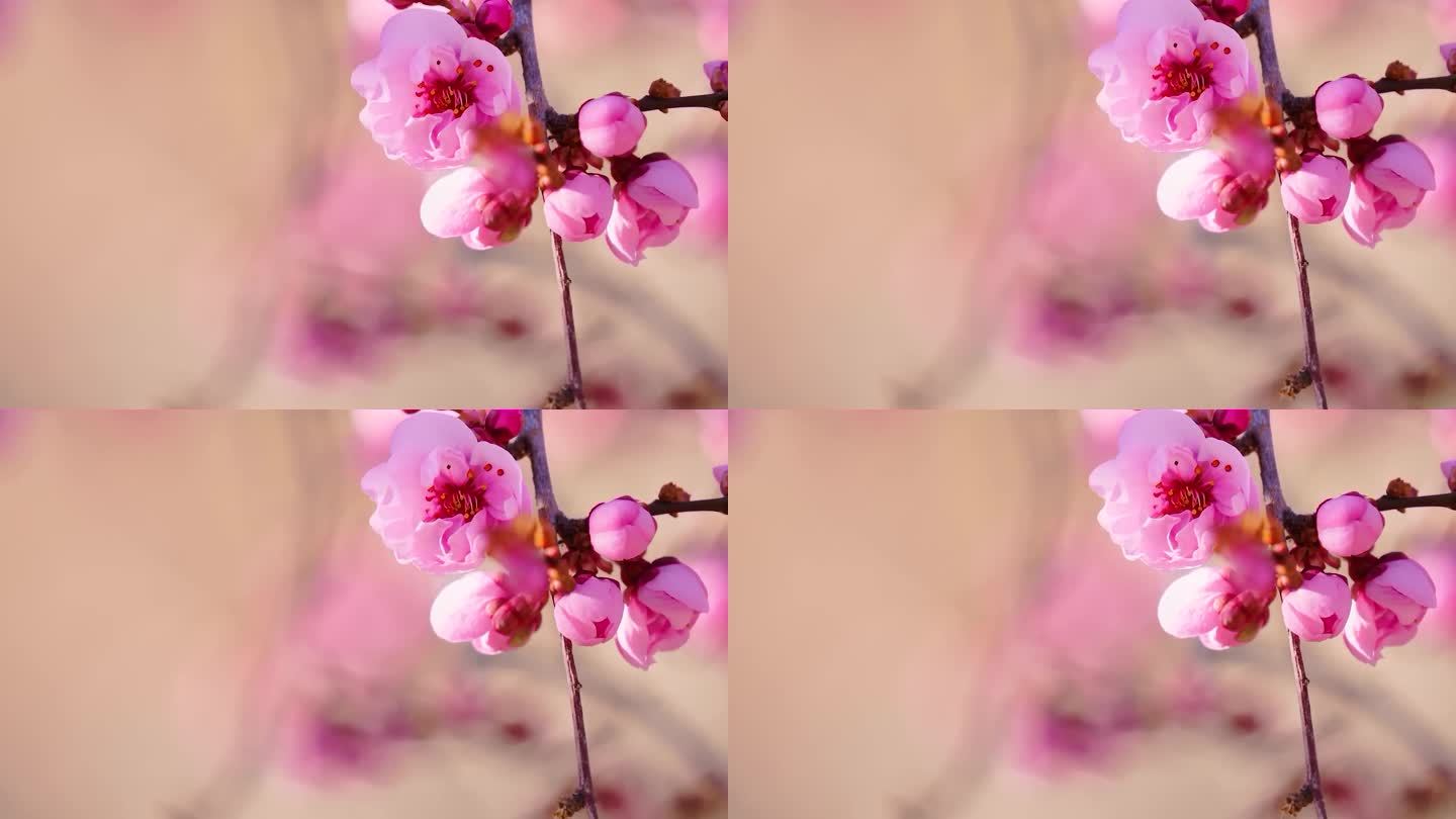 4K 超清 高清 花草 梅花近景