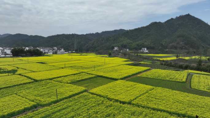 航拍油菜花田