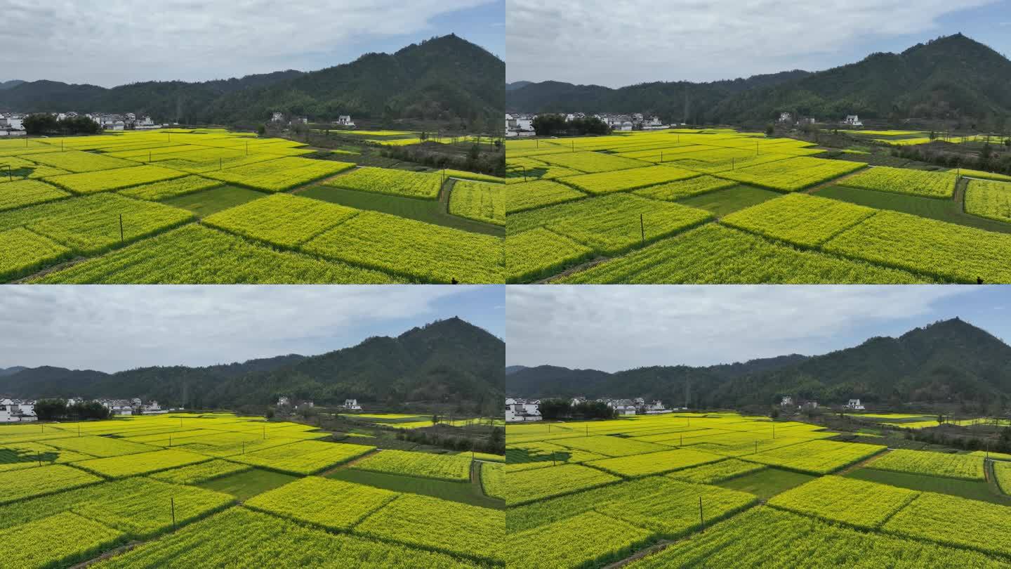 航拍油菜花田